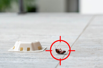 Red gun target aiming on dead cockroach upside down on the floor. Pest control concept