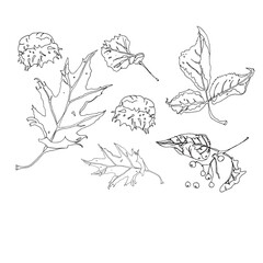 Sketch of autumn leaves. Drawn with liner.