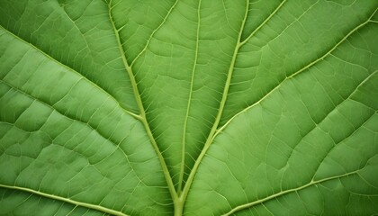 Obraz premium Green leaf veins texture background