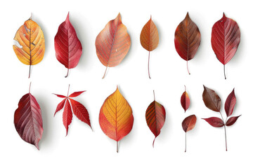 Obraz premium Maple leaves on white background, autumn background with copy space.