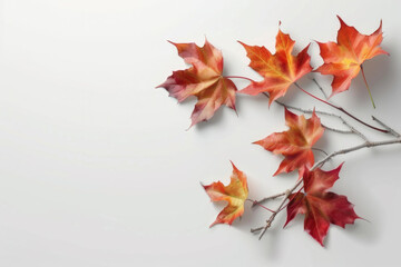 Maple leaves on white background, autumn background with copy space.