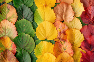 A collection of colorful autumn leaves arranged in rows