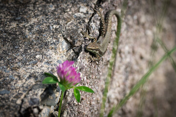 Wall lizard on a weathered concrete block with clover blossom.