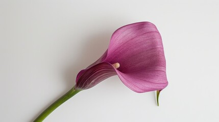 Purple Calla Lily on white backdrop
