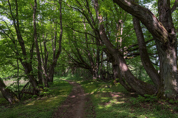 Linden Alley. Forest road in summer. Beautiful path in the forest