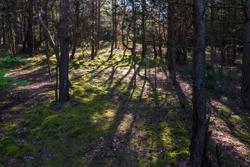 Obraz premium Pine forest in the evening. Beautiful shadows from trees in the forest