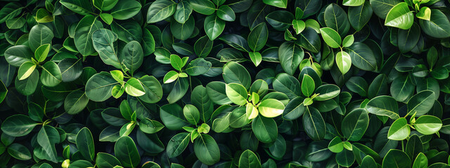 A top view of lush green leaves on a boxwood hedge, providing an elegant and refreshing background for various applications. Top down view of nature.