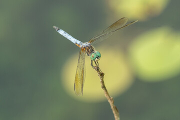 Solitary colorful dragonfly sitting on a plant