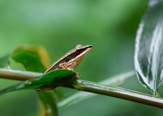 frog on a leaf