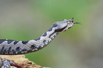 Nose-Horned Viper male in natural habitat (Vipera ammodytes)