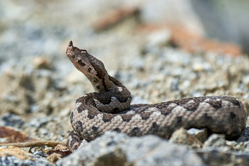 Nose-Horned Viper male in natural habitat (Vipera ammodytes)