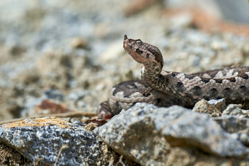 Nose-Horned Viper male in natural habitat (Vipera ammodytes)