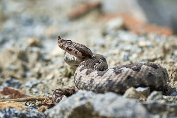 Obraz premium Nose-Horned Viper male in natural habitat (Vipera ammodytes)