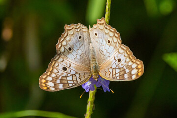 Borboleta em uma flor / Butterfly in a flower