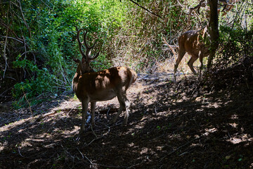 Fawn. Small deer between some branches in the Monfragüe Natural Park (Cáceres)