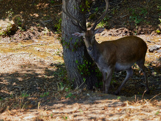 Fawn. Small deer between some branches in the Monfragüe Natural Park (Cáceres)