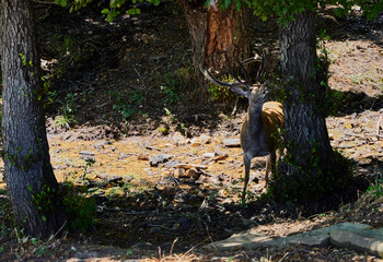 Fawn. Small deer between some branches in the Monfragüe Natural Park (Cáceres)
