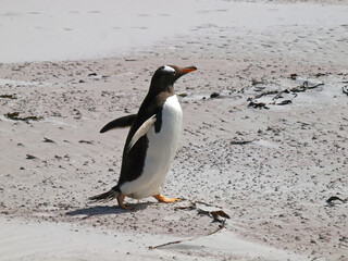 Naklejka premium Penguin