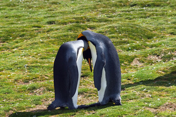 Penguins 
