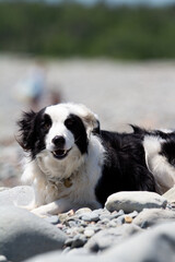 Dog on Beach 