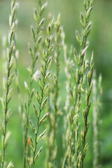 The forage grass Lolium perenne grows in the meadow