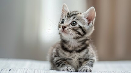 Adorable American shorthair kitten with empty space