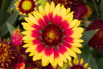 Gaillardia aristata ('Guapa Flamenco Bicolor') summer border flower