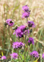 Cornflower (Centaurea scabiosa) blooms among herbs
