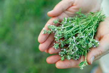 the collected herb for thyme tea in the hands of a woman