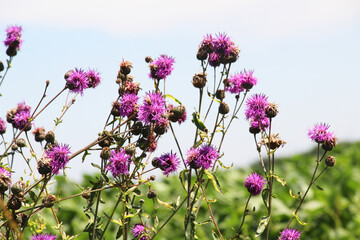 Fototapeta premium Cornflower (Centaurea scabiosa) blooms among herbs