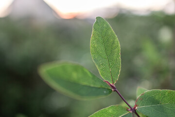 a plant leaf in shallow depth of field against a sunset background