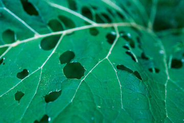 A leaf with holes in it