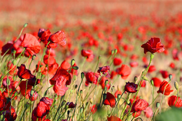 Obraz premium A natural blossom red poppies flowers in a wheat field in summer landscape.