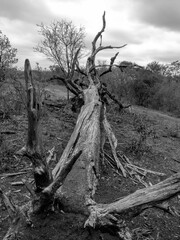 Fallen Tree in Black and White