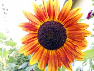 A large bright flower of a decorative sunflower of bright orange fiery color. Decorative flowers...