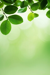 Green leaves on a branch against a soft green background with bokeh lights. Concept of nature, freshness, and new growth.
