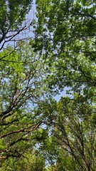 This photo shows a view looking up through the dense canopy of trees. Bright sunlight penetrates the foliage, creating a play of light and shadow. The photo is filled with lush greenery, symbolizing t