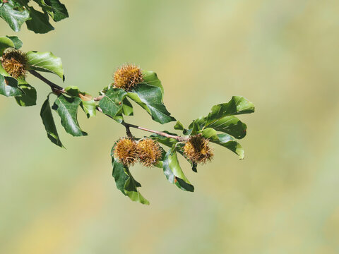 Branch of beech tree with nuts and green leaves, Fagus sylvatica