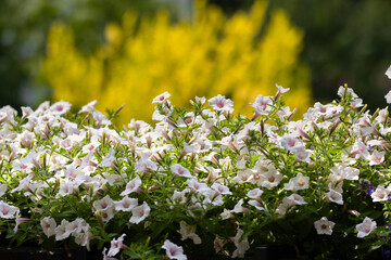 Petunia zwisająca, supertunia vista, kolorowe kwiaty, letni ogród, wzrost roślin, botanika, odmiana, biały kolor kwiatów, zieleń, rozmyte tło, tapeta