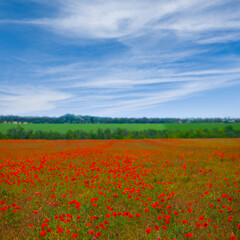 green prairie covered by red poppy flowers