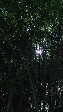 bamboo trees in the forest , with sun shine , pan shot of nature sciene
