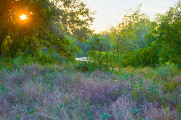 green forest glade in light of sparkle sun