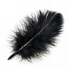 Obraz premium feather isolated with white