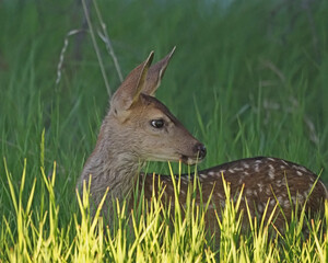 Mule Deer fawn