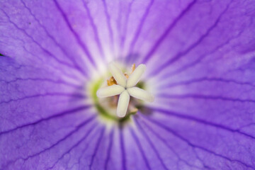 detalle del centro de una flor de color morada, imagen macro para fondo