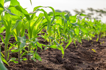 Small corn plants in the foreground.