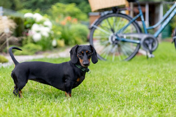 Dachshund dog standing in a garden with a bicycle in the background