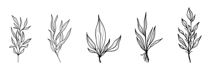 Traditional hand-drawn botany leaf sketch like natural plant icons.