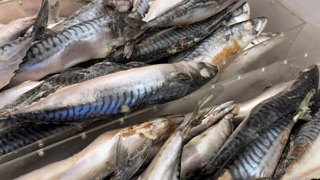 frozen fish in the fridge