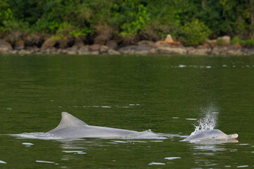 Boto-cinza saltando em perseguição / Guiana Dolphin jumping in pursuit